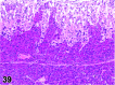 Figure 39