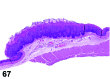 Figure 67