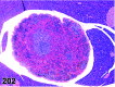 Figure 202