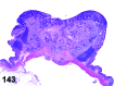 Figure 143