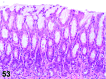 Figure 53
