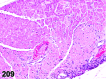 Figure 209
