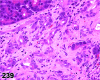 Figure 239