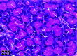 Figure 221