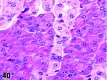 Figure 40