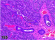 Figure 185