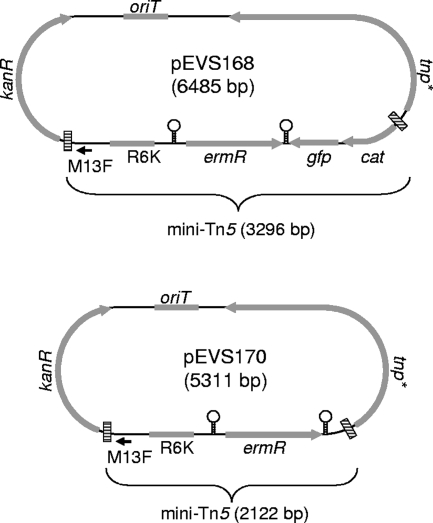 FIG. 1.