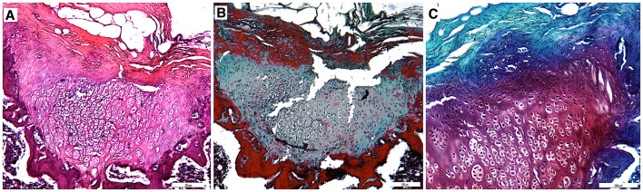 Fig. 7