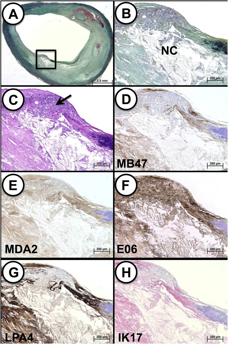 Fig. 8.