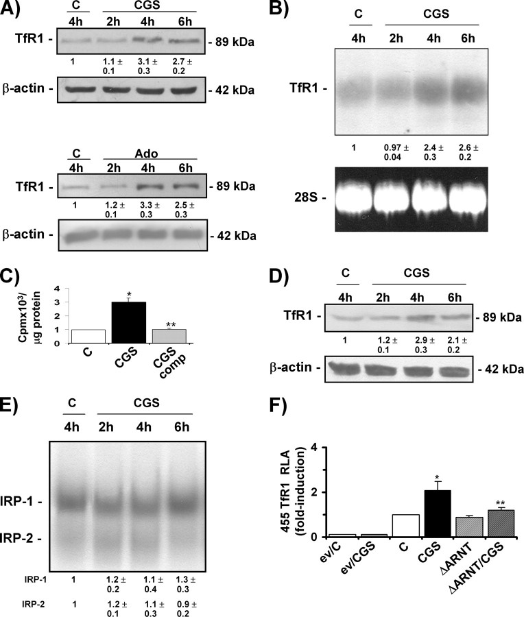 FIGURE 4.