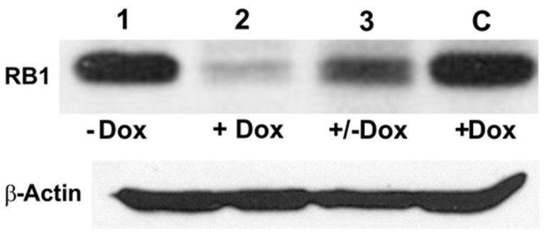 FIGURE 3