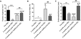 Fig. 4<b>Comprehensive assessment for the effects of different interventions on endometrial regeneration and remodeling.</b>