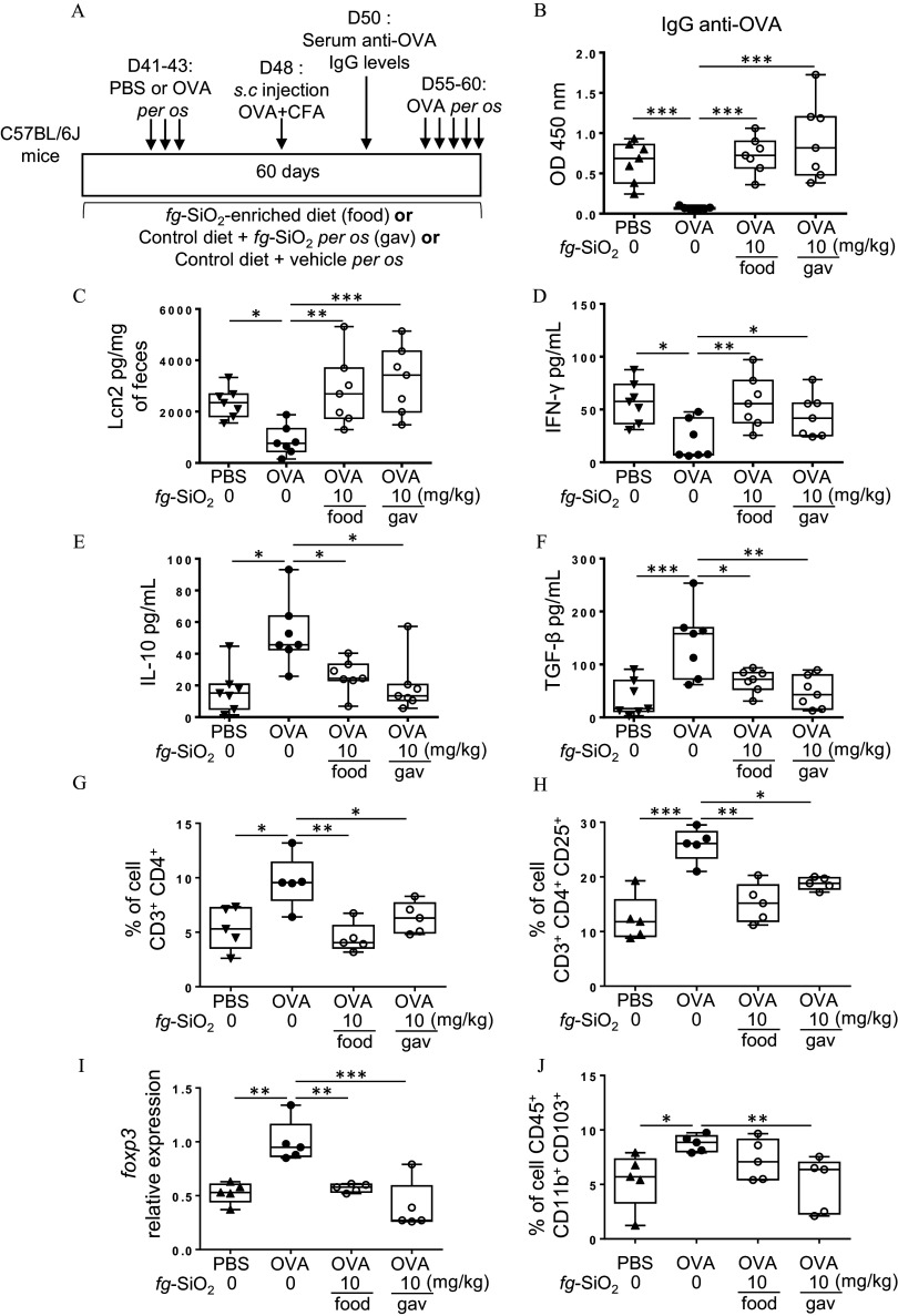 Figure 4A is a timeline depicting the protocol of oral tolerance induction of ovalbumin followed by a de novo challenge to ovalbumin in C 57 B L slash 6 J mice treated daily for 60 days without or with food-grade silicon dioxide at 1, 10, or 100 milligrams per kilogram of body weight per day in water suspension (gastric gavage) or incorporated into food pellets. Figures 4B to 4J are box plots, plotting optical density 450 nanometers, ranging from 0.0 to 2.0 in increments of 0.5; lipocalin-2 picograms per milligram of feces, ranging from 0 to 6,000 in increments of 2,000; interferon-gamma picograms per milliliter, ranging from 0 to 150 in increments of 50; interleukin-10 lowercase, ranging from 0 to 100 in increments of 20; transforming growth factor lowercase beta, ranging from 0 to 300 in increments of 100; percentage of cell C D 3 positive C D 4 positive, ranging from 0 to 15 in increments of 5; percentage of cell C D 3 positive C D 4 positive C D 25 positive, ranging from 0 to 30 in increments of 10; fox p 3 relative expression, ranging from 0.0 to 1.5 in increments of 0.5; and percentage of cell C D 45 positive C D 11 b positive C D 103 positive, ranging from 0 to 15 in increments of 5 (y-axis) across food-grade silicon dioxide (milligrams per kilogram), ranging as P B S at 0, O V A at 0, O V A at 10 for food, O V A at 10 for gavage (x-axis) for immunoglobulin G-anti O V A.