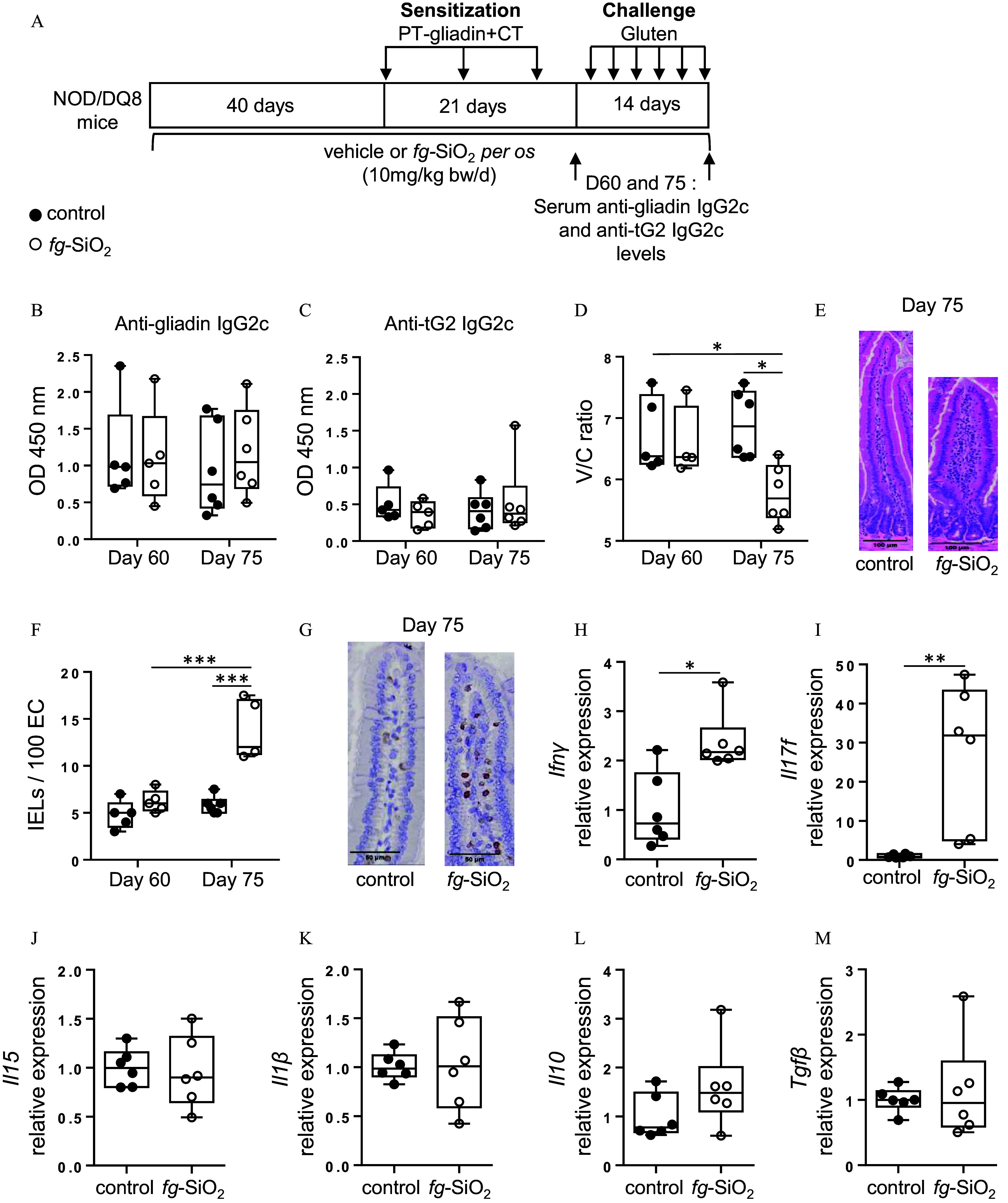 Figure 5A is a timeline depicting the Gliadin sensitization and challenge scheme for testing the gluten-treated N O D or D Q 8 mice for 40 days. For the next 21 days, sensitization pepsin-tryin minus gliadin plus cholera toxin with vehicle food-grade silicon dioxide at 10 milligrams per kilogram of body weight per day. Later, for 14 days, a gluten challenge with D 60 and 75: serum anti-gliadin immunoglobulin G 2 c and anti-transglutaminase 2 immunoglobulin G 2 c levels. Figures 5B, 5C, 5D, and 5F are box plots, plotting optical density 450 nanometers, ranging from 0.0 to 2.5 in increments of 0.5; optical density 450 nanometers, ranging from 0.0 to 2.5 in increments of 0.5; Villus-to-crypt ratio, ranging from 5 to 8 in unit increments; and intraepithelial lymphocytes per 100 enterocytes, ranging from 0 to 20 in increments of 5 (y-axis) across day 60 and day 75 (x-axis) for control and food-grade silicon dioxide. Figure 5E is a stained tissue titled day 75, depicting hematoxylin and eosin-stained sections of proximal small intestine from gluten-treated N O D or D Q 8 mice orally exposed to control and food-grade silicon dioxide. Figure 5G is a stained tissue titled day 75, depicting the C D positive stained sections of proximal small intestine from gluten-treated N O D or D Q 8 mice orally exposed to control and food-grade silicon dioxide. Figures 5H to 5M are box plots, plotting interferon gamma relative expression, ranging from 0 to 4 in unit increments; interleukin-17 f relative expression, ranging from 0 to 50 in increments of 10; interleukin-15 relative expression, ranging from 0.0 to 2.0 in increments of 0.5; interleukin-1 lowercase beta relative expression, ranging from 0.0 to 2.0 in increments of 0.5; interleukin-10 relative expression, ranging from 0 to 4 in unit increments; and transforming growth factor lowercase beta relative expression, ranging from 0 to 3 in unit increments (y-axis) across control and food-grade silicon dioxide (x-axis) for control and food-grade silicon dioxide.