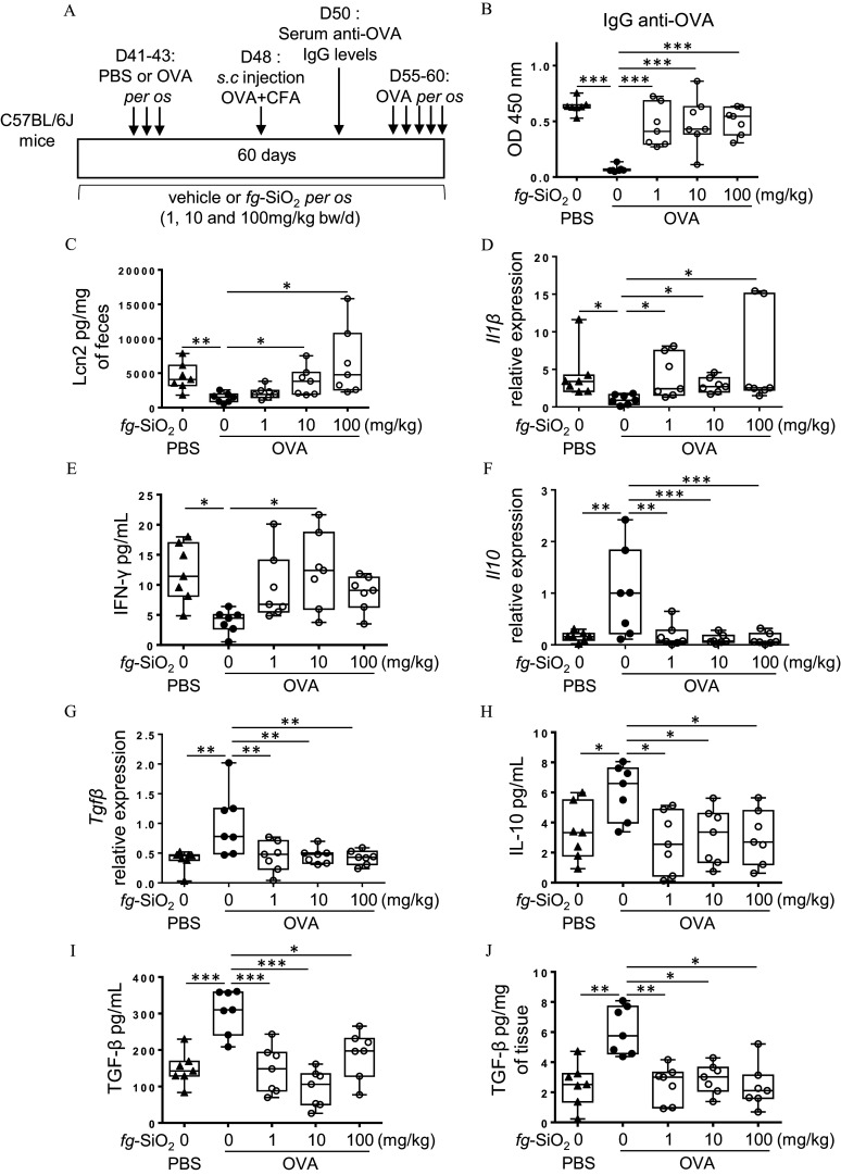 Figure 3A is a timeline depicting the protocol of oral tolerance induction of ovalbumin followed by a de novo challenge to ovalbumin in C 57 B L slash 6 J mice daily for 60 days exposed to the vehicle or to food-grade silicon dioxide at 1, 10, or 100 milligrams per kilogram of body weight per day through gavage. Figures 3B to 3J are box plots, plotting optical density 450 nanometers, ranging from 0.0 to 1.0 in increments of 0.5; lipocalin-2 picogram per milligram of feces, ranging from 0 to 20,000 in increments of 5,000; interleukin-1 lowercase beta relative expression, ranging from 0 to 20 in increments of 5; interferon-gamma picograms per milliliter, ranging from 0 to 25 in increments of 5; interleukin-10 relative expression, ranging from 0 to 3 in unit increments; transforming growth factor lowercase beta relative expression, ranging from 0.0 to 2.5 in increments of 0.5; interleukin-10 picograms per milliliter, ranging from 0 to 10 in increments of 2; transforming growth factor lowercase beta picograms per milliliter, ranging from 0 to 400 in increments of 100; and transforming growth factor lowercase beta picograms per milligram of tissue, ranging from 0 to 10 in increments of 2 (y-axis) across food-grade silicon dioxide (milligrams per kilogram), including P B S at 0 and 0 to 1 in unit increments, 1 to 10 in increments of 9, 10 to 100 in increments of 90 for O V A (x-axis) for immunoglobulin G-anti O V A.