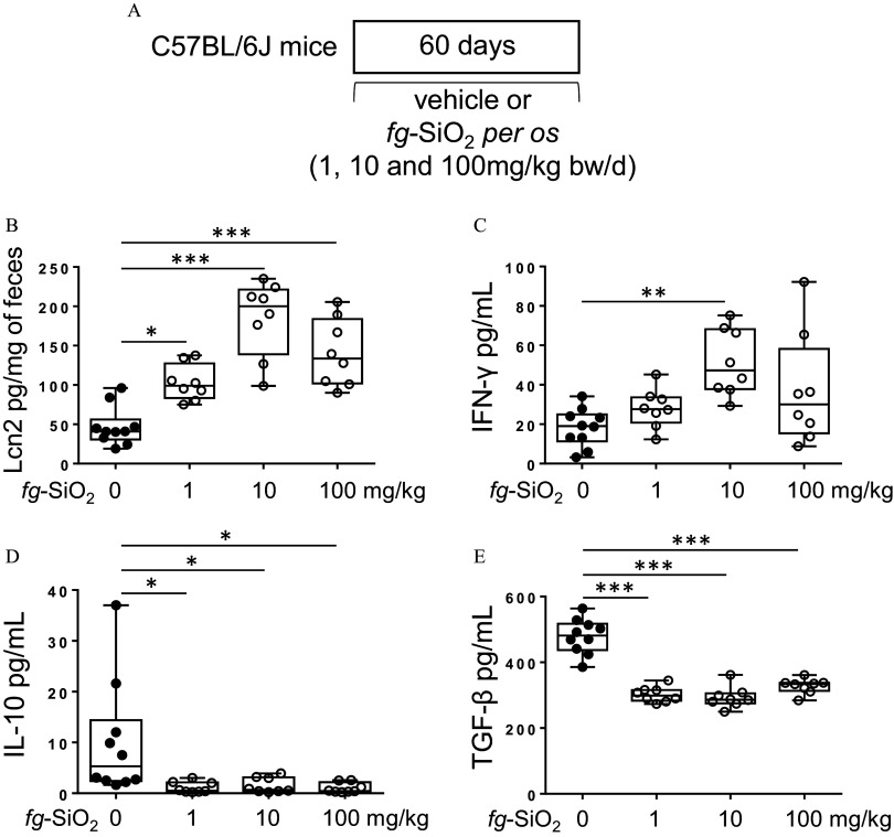 Figure 1A is a timeline depicting the protocol for testing the effects on the intestinal immune response of daily exposure for 60 days of C 57 B L slash 6 J mice to the vehicle or to food-grade silicon dioxide at 1, 10, or 100 milligrams per kilogram of body weight per day through gavage. Figures 1B to 1E are box plots, plotting lipocalin-2 picograms per milligram of feces, ranging from 0 to 250 in increments of 50; interferon-gamma picograms per milliliter, ranging from 0 to 100 in increments of 20, interleukin-10 picograms per milliliter, ranging from 0 to 40 in increments of 10, transforming growth factor lowercase beta picograms per milliliter, ranging from 0 to 600 in increments of 200 (y-axis) across food-grade silicon dioxide (milligrams per kilogram), ranging from 0 to 1 in unit increments, 1 to 10 in increments of 9, 10 to 100 in increments of 90 (x-axis).