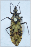 FIGURE 2: