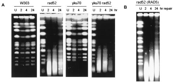 FIG. 7