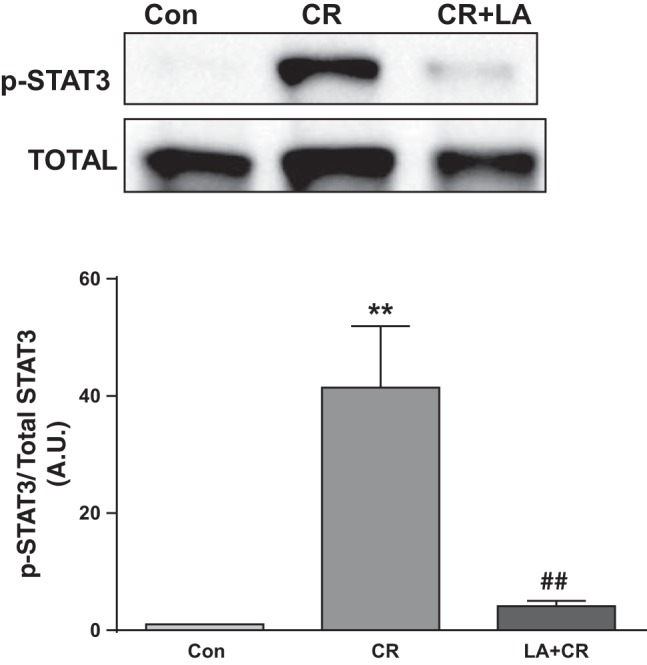 Fig. 9.