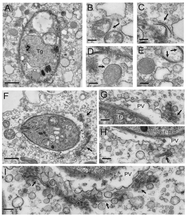 Fig. 5