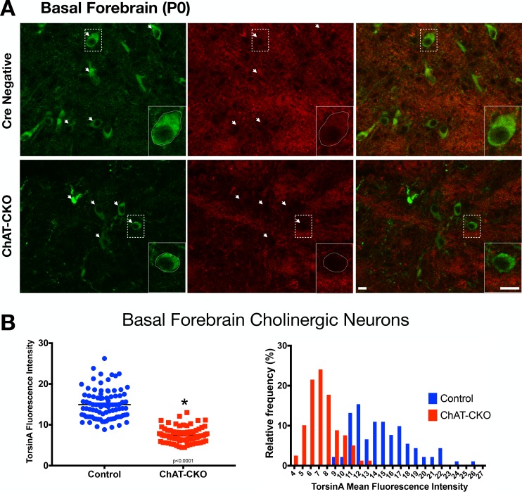 Figure 1—figure supplement 5.