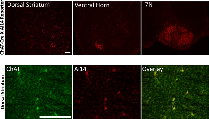 Figure 1—figure supplement 1.