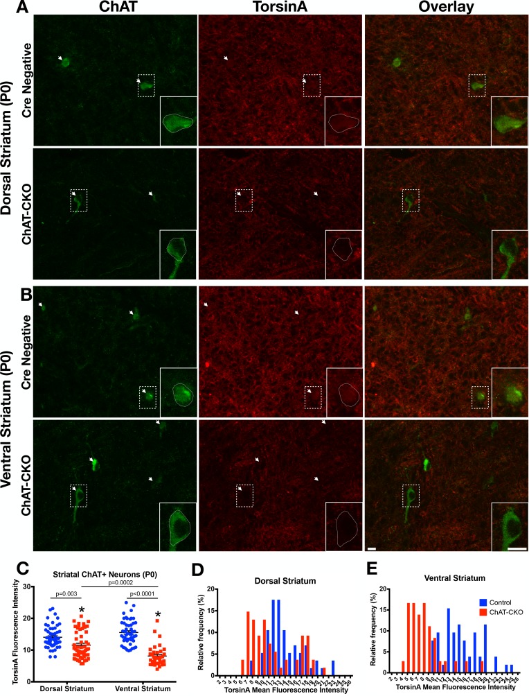 Figure 1—figure supplement 4.