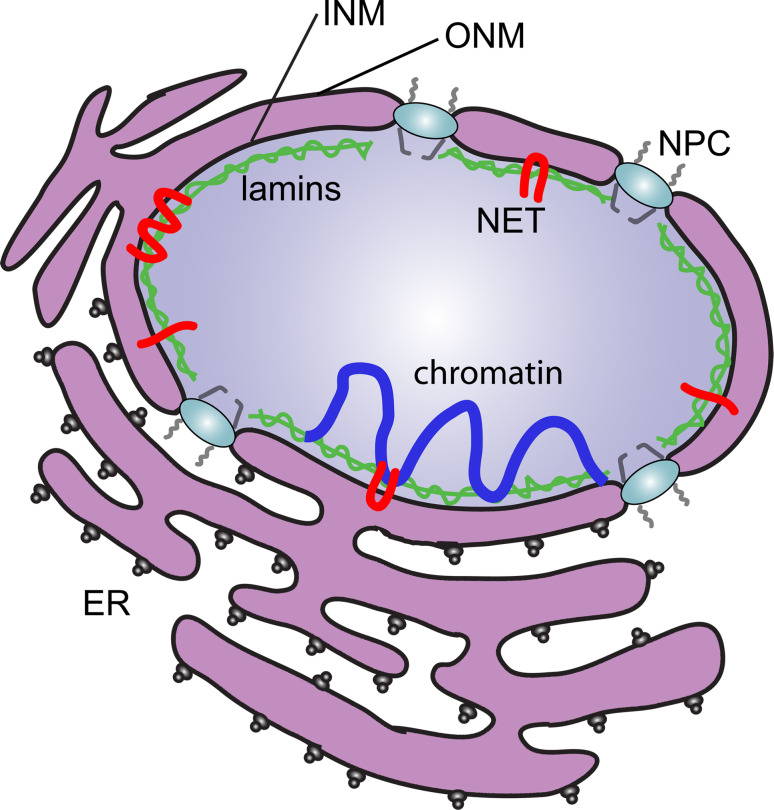 Fig. 1