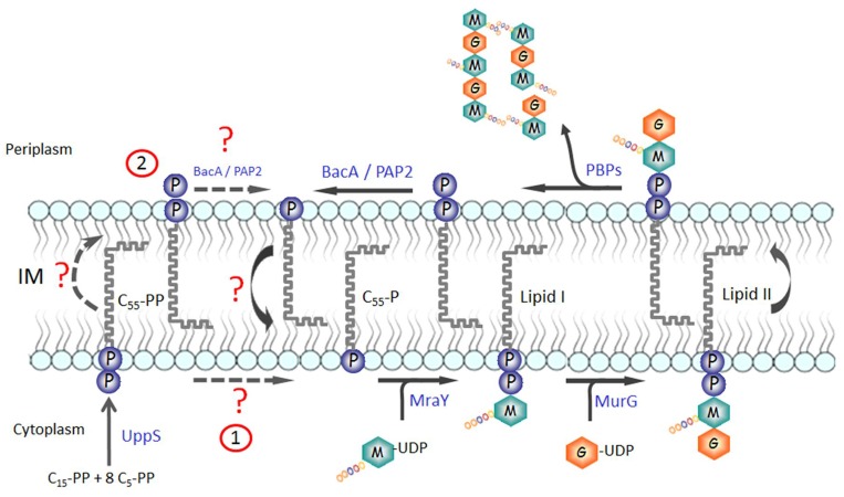 Fig 1