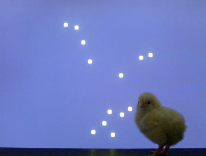 Are you my mom? “Point light animations” test chicks' preference for biological motion