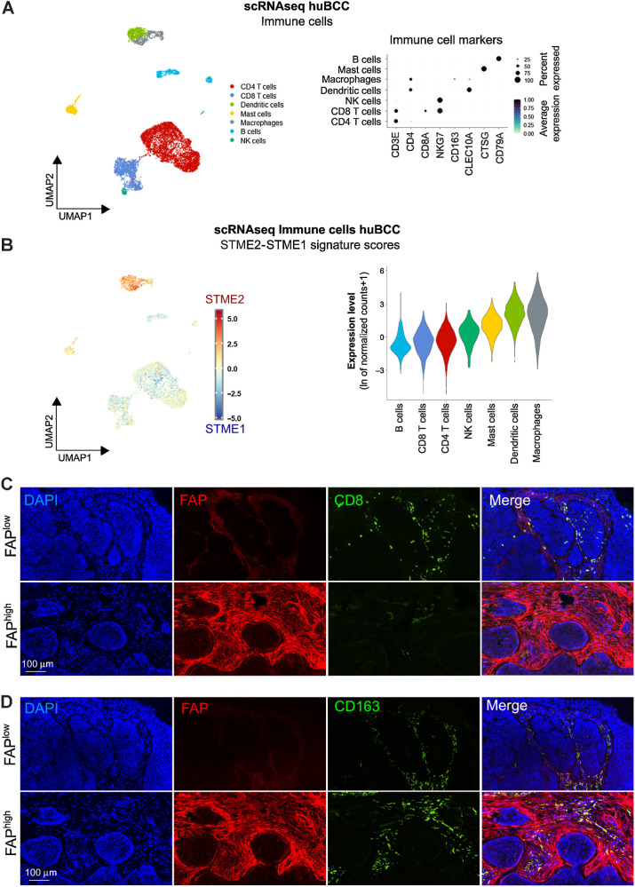 Figure 3. Immunosuppressive niches associated with ECM-remodeling CAFs are infiltrated with CD163+ macrophages but devoid of CD8 T cells. A, Subclustering of the Immune cells shown as a UMAP plot (left) and a dot plot of the average expression level of the immune marker genes (right). B, Average expression level of the difference between STME2 and STME1 signature scores in the Immune cells represented as a color scale overlaid UMAP plot (left) and violin plots (right). C, Representative images of a CD8 (green) and FAP (red) costaining on human BCC samples. Nuclei are stained with DAPI (blue). D, Representative images of a CD163 (green) and FAP (red) costaining on human BCC samples. Nuclei are stained with DAPI (blue). Bar scales in C and D indicate 100 μm.