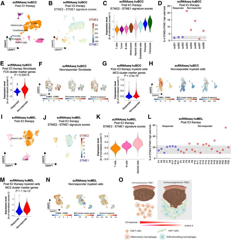 Figure 6. Immunosuppressive Activin A–conditioned CAFs and macrophages are biomarkers for ICI resistance. A, UMAP plot of 25,400 single cells integrated from eight BCCs treated with ICI and colored according to eight distinct cell types that were annotated using canonical cell type markers. B, Color scale overlaid UMAP plot of the average expression level of the difference between STME2 and STME1 signature scores in the BCC populations. C, Violin plots of the average expression level of the difference between STME2 and STME1 signature scores in the posttreatment BCC populations, colored according to the clustering used in A. D, Scatter dot plot showing the percentage of cells having a high (>2) average expression level of the difference between STME2 and STME1 signature scores compared to the total number of cells in the posttreatment BCCs, shown for individual patient. E, Violin plots of the average expression level of the FC5 cluster marker genes in the Fibroblasts found in the responder (blue) and nonresponder (red) BCCs, respectively. F, UMAP plot of average expression level of the difference between STME2 and STME1 signature scores (left), FC5 cluster marker genes (middle), and Activin A exposure signature (right) in the Fibroblasts found in the nonresponder BCCs. G, Violin plots of the average expression level of the MC3 cluster marker genes in the Myeloid cells found in the responder (blue) and nonresponder (red) BCCs, respectively. H, UMAP plot of average expression level of the difference between STME2 and STME1 signature scores (left), MC3 cluster marker genes (middle), and Activin A exposure signature (right) in the Myeloid cells found in nonresponder BCCs. I, UMAP plot of 10,362 CD45+ immune single cells intagrated from 29 melanoma treated with ICI and colored according to three distinct cell types that were annotated using canonical cell type markers. J, Color scale overlaid UMAP plot of the average expression level of the difference between STME2 and STME1 signature scores in the melanoma-derived immune populations. K, Violin plots of the average expression level of the difference between STME2 and STME1 signature scores in the posttreatment melanoma-derived immune populations, colored according to the clustering used in I. L, Scatter dot plot showing the percentage of immune cells having a high (>1) average expression level of the difference between STME2 and STME1 signature scores compared with the total number of cells in the posttreatment melanoma-derived immune cells, shown for individual patient. M, Violin plots of the average expression level of the MC3 cluster marker genes in the Myeloid cells found in the responder (blue) and nonresponder (red) melanomas, respectively. N, UMAP plot of average expression level of the difference between STME2 and STME1 signature scores (left), MC3 cluster marker genes (middle), and Activin A exposure signature (right) in the Myeloid cells found in nonresponder melanomas. O, Summary scheme depicting the cellular and molecular deconvolution of TME with different immune profile and prognostic response to ICI. The gray rectangles in D and L highlight the range of enrichment found in responder BCCs and melanomas, respectively. (O, Created with BioRender.com.)