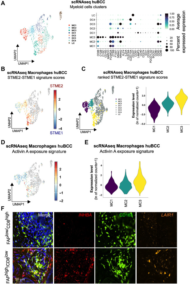 Figure 4. Infiltrating macrophages within immunosuppressive peritumoral niches undergo Activin A–mediated transcriptional reprogramming. A, Subclustering of the Myeloid cells shown as a UMAP plot (left) and a dot plot of the average expression level of the myeloid marker genes (right). B, Color scale overlaid UMAP plot of the average expression level of the difference between STME2 and STME1 signature scores in the Macrophage population. C, Clusters ranked according to the average expression level of the difference between STME2 and STME1 signature scores in the Macrophage population, represented as a UMAP plot (left) and as violin plots (right). D, Color scale overlaid UMAP plot of the average expression level of the genes present in the Activin A exposure signature in the Macrophage population. E, Violin plots of the clusters ranked according to the average expression level of the genes present in the Activin A exposure signature in the Macrophage population. F, Representative images of a CD163 (green) and DAPI (blue) costaining with INHBA (red) and LAIR1 (orange) RNA FISH probes on a human BCC within previously identified FAPlow/CD8high versus FAPhigh/CD8low areas. Scale bar, 50 μm.