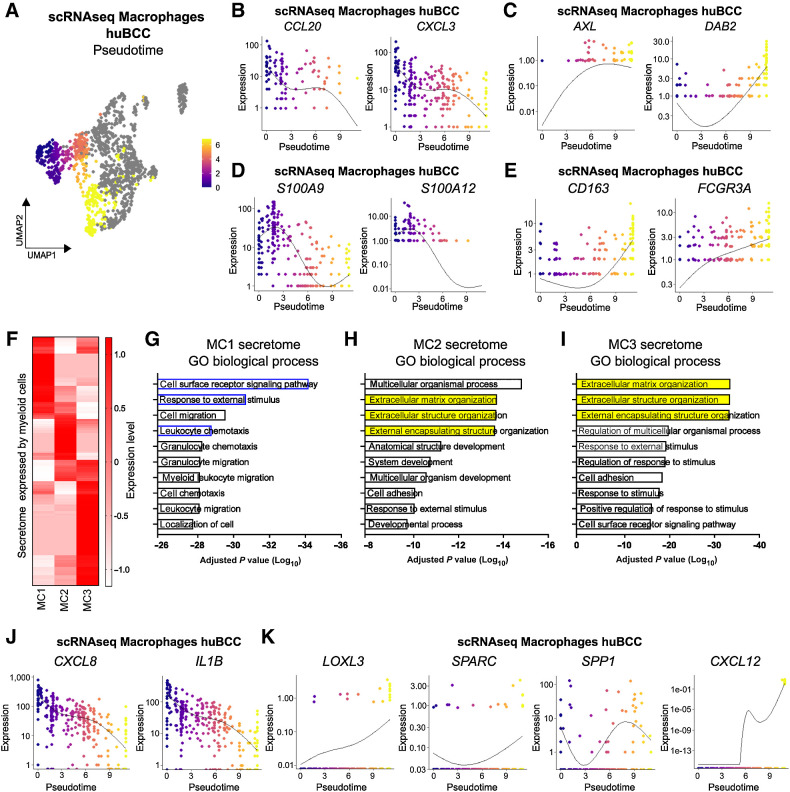 Figure 5. Immunosuppressive peritumoral niches are predominantly composed of macrophages with ECM-remodeling features. A, Pseudotemporal trajectory across the Macrophage population starting in TME1-enriched cluster (MC1). B, Expression level of CCL20 and CXCL3 along the Macrophage pseudotemporal trajectory. C, Expression level of AXL and DAB2 along the Macrophage pseudotemporal trajectory. D, Expression level of S100A9 and S100A12 along the Macrophage pseudotemporal trajectory. E, Expression level of CD163 and FCGR3A along the Macrophage pseudotemporal trajectory. F, Heatmap of the expression level of secretome genes in Macrophage clusters. G, Bar plot showing the GO biological processes enriched in the secretome genes expressed in the MC1 cluster. H, Bar plot showing the GO biological processes enriched in the secretome genes expressed in the MC2 cluster. I, Bar plot showing the GO biological processes enriched in the secretome genes expressed in the MC3 cluster. J, Expression level of CXCL8 and IL1B along the Macrophage pseudotemporal trajectory. K, Expression level of LOXL3, SPARC, SPP1, and CXCL12 along the Macrophage pseudotemporal trajectory.