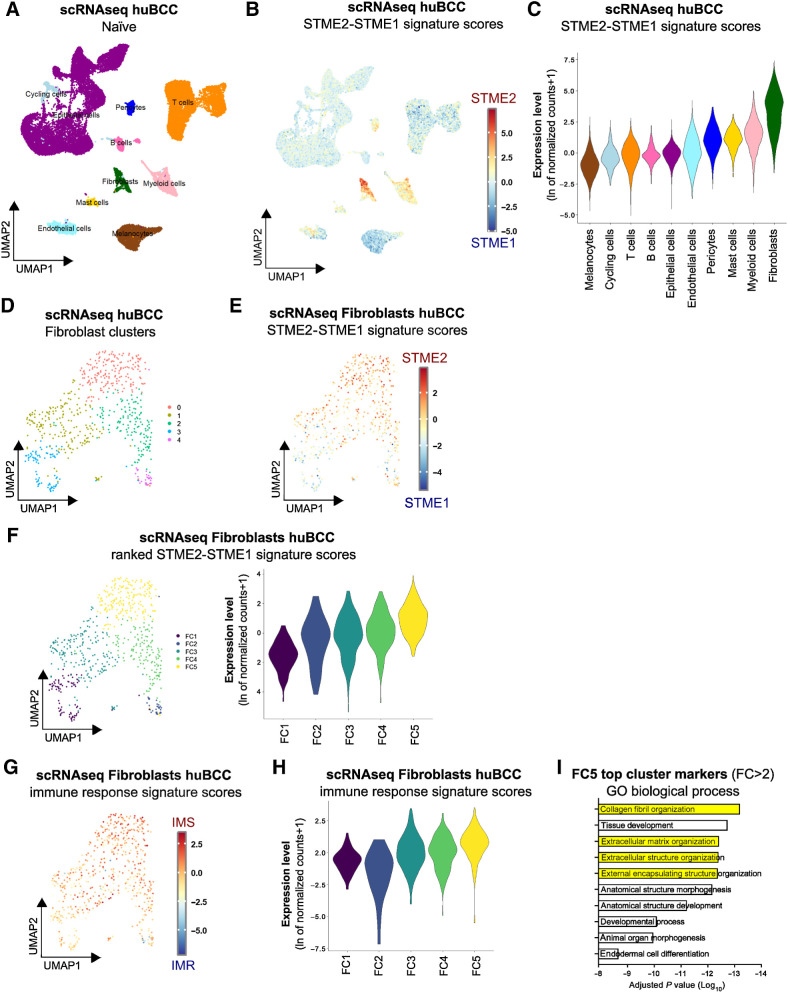 Figure 2. Immunosuppressive peritumoral niches are predominantly composed of ECM-remodeling CAFs. A, UMAP plot of 28,810 single cells integrated from five infiltrative BCCs colored according to 10 distinct cell types that were annotated using canonical cell type markers. B, Color scale overlaid UMAP plot of the average expression level of the difference between spatial Tumor MicroEnvironment 2 (STME2) and spatial Tumor MicroEnvironment 1 (STME1) signature scores in the human BCC samples. C, Violin plots of the average expression level of the difference between STME2 and STME1 signature scores in the human BCC samples, colored according to the clustering used in A. D, UMAP plot of the unsupervised subclustering of the Fibroblast population. E, Color scale overlaid UMAP plot of the average expression level of the difference between STME2 and STME1 signature scores in the Fibroblast population. F, Unsupervised clusters ranked according to the average expression level of the difference between STME2 and STME1 signature scores in the Fibroblast population, represented as a UMAP plot (left) and as violin plots (right). G, Color scale overlaid UMAP plot of the average expression level of the difference between IMS and IMR signature scores in the Fibroblast population. H, Violin plot of the average expression level of the difference between IMS and IMR signature scores in the Fibroblast population, per ranked cluster. I, Bar plot showing the GO biological processes enriched in the top cluster marker genes (fold change > 2) in the Fibroblast FC5 cluster.