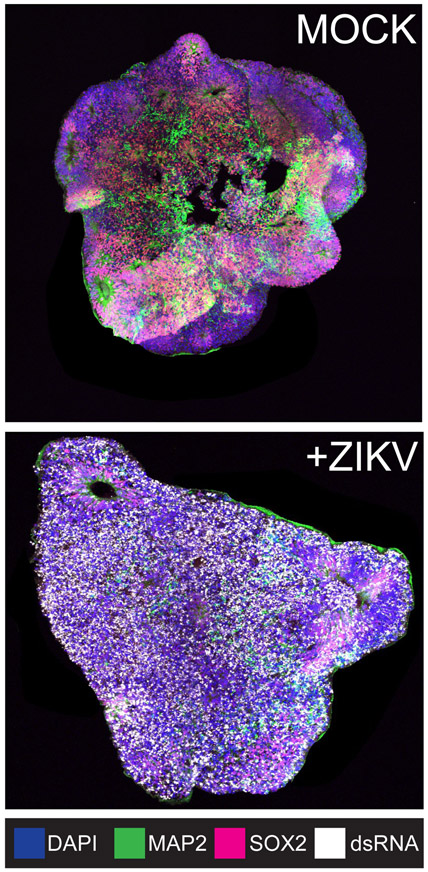 Figure 1: