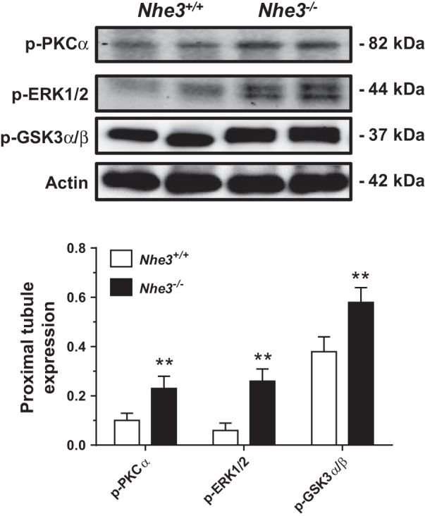 Fig. 8.