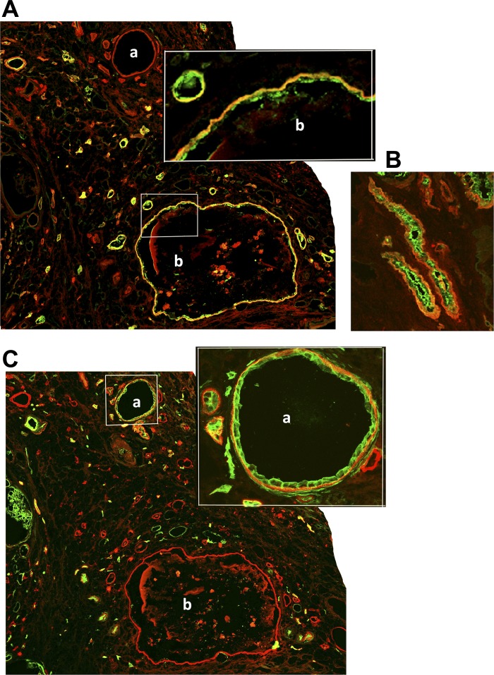 Fig. 11.