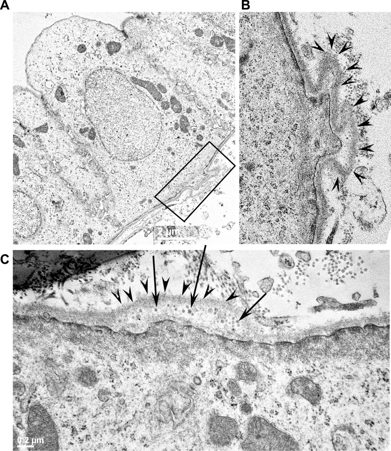 Fig. 2.