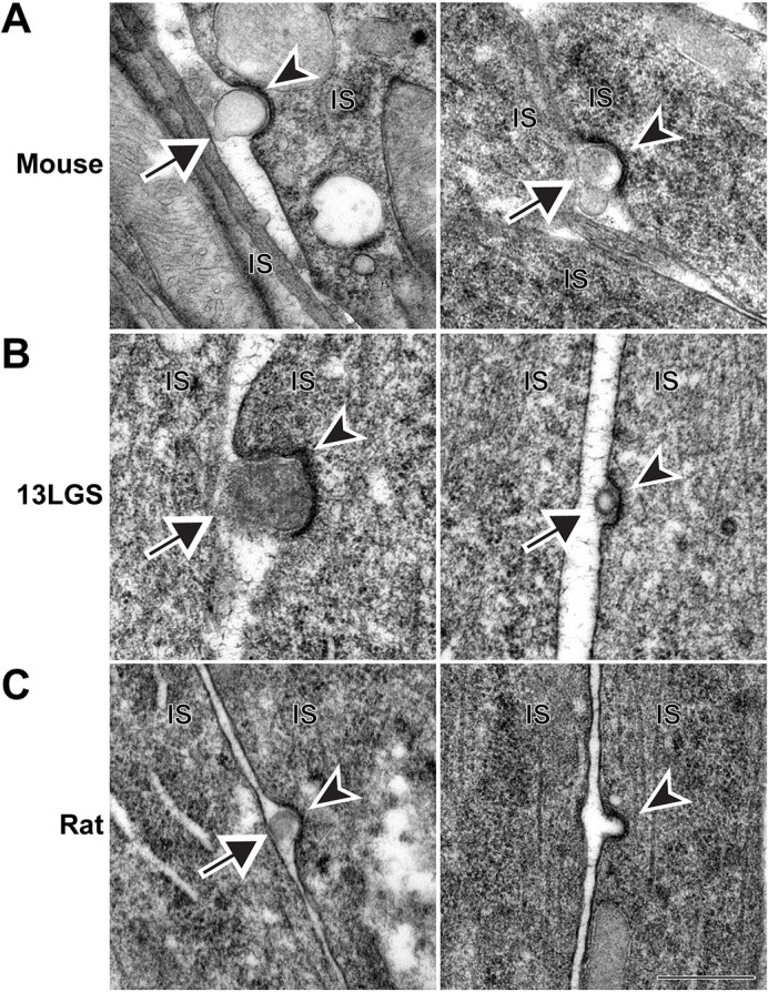 Fig. 6.