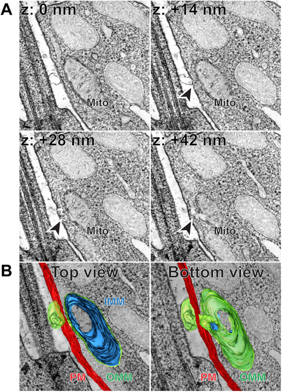 Fig. 4.