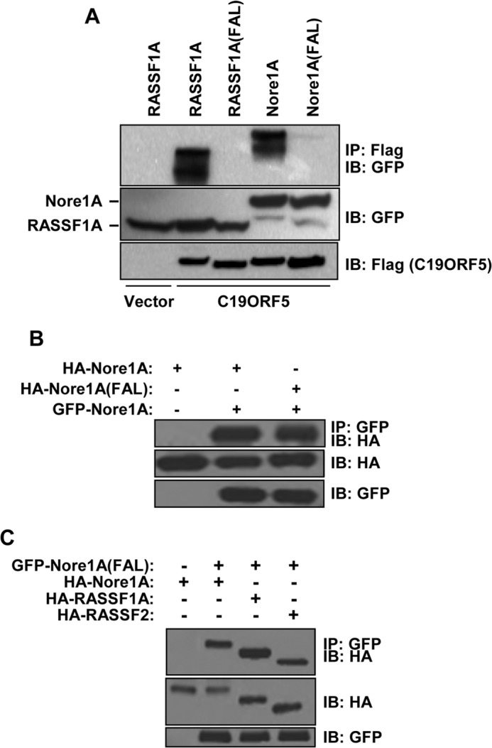 FIGURE 4.