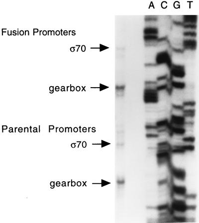 FIG. 3