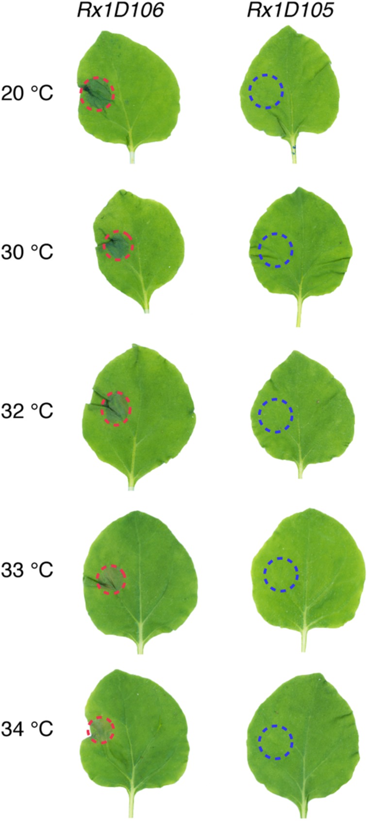 FIGURE 3