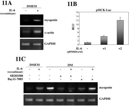 Figure 11.