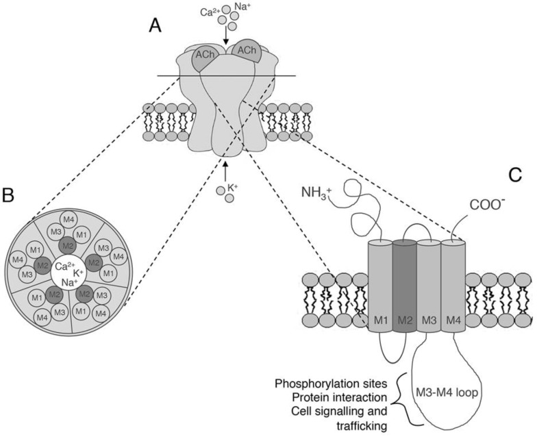 Fig. (1)