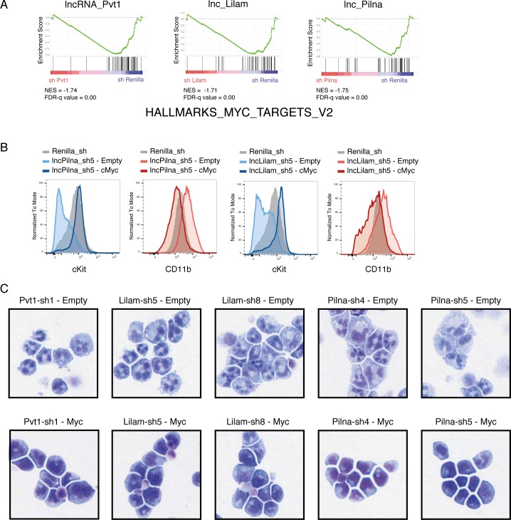 Figure 6—figure supplement 1.