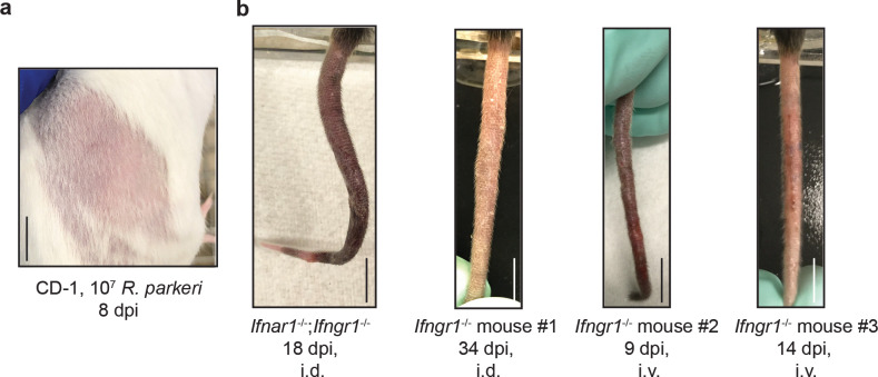 Figure 1—figure supplement 1.