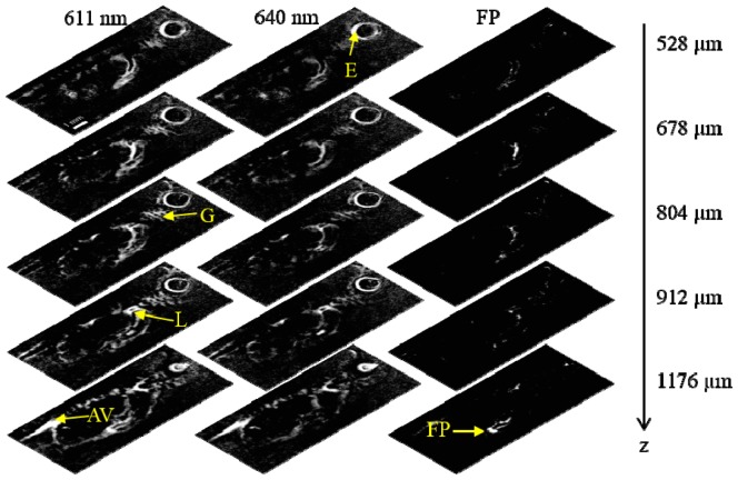 Fig. 5