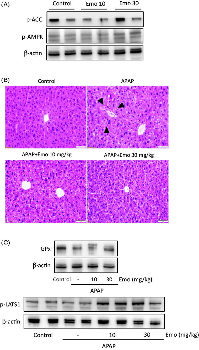 Figure 5.